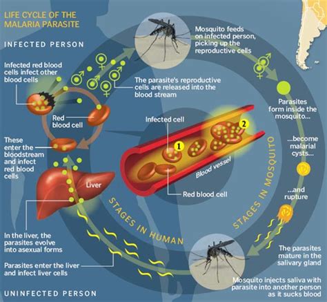 Malaria Parasite Life Cycle In Human Body Life Cycle Of Plasmodium