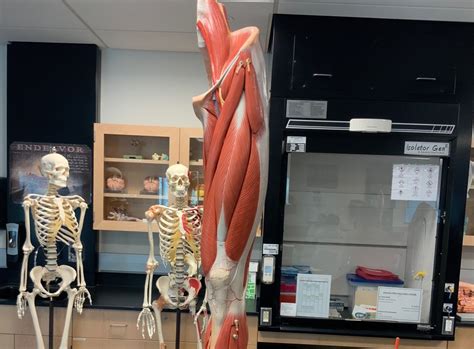 Muscles Lab Practical Muscles Of The Left Hip Anterior And Medial