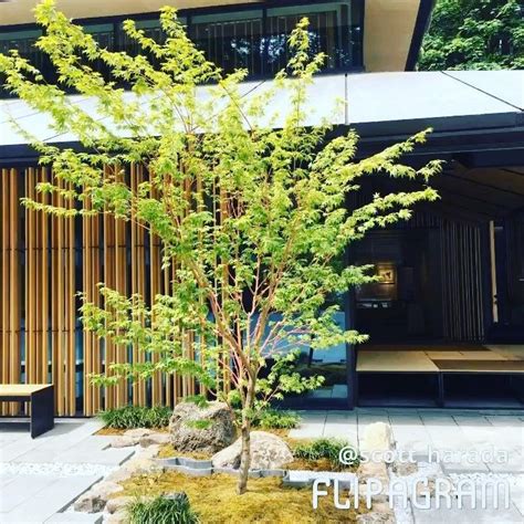 The earliest pictorial record of bonsai in japan. The bonsais at the PJG #summerporttle #bonsai # ...