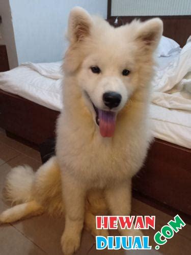 [Dijual] Anjing Samoyed Male Vaksin Lengkap,stambum On Process