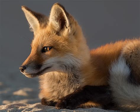 Eye Of The Fox Photograph By Bill Wakeley Fine Art America