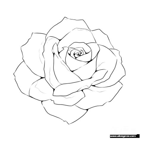 小清新花朵素材 Flower Line Drawings Rose Line Drawing Rose