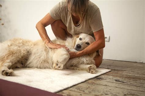 Formation Certifiée De Masseur Canin Dog Massages Academy