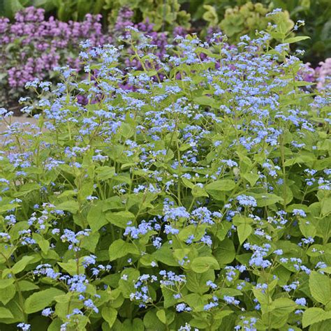 They are rhizomatous perennials, native to the woodlands of eastern europe and north west asia. Brunnera macrophylla 'Green Gold' | Perennial Resource