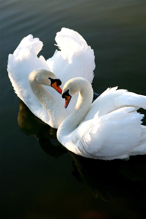 Swans are grouped with the closely related geese in the subfamily anserinae where swans form the tribe cygnini. Puppy Love - Animals That Partner For Life - Jetpets Pet ...