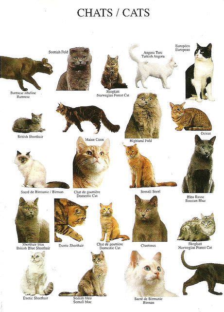 Card From Favorites Album Tag From Lapinlintu Cat Breeds Types Of