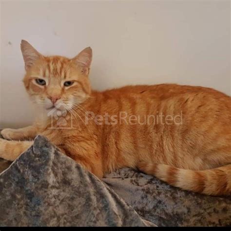 Lost Cat Ginger Cat Name Withheld Watford Area Hertfordshire