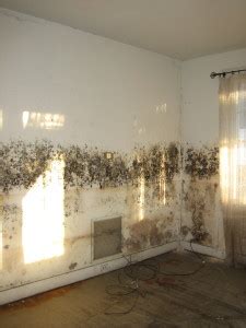 We did not find results for: How To Prevent Mold in Florida Homes