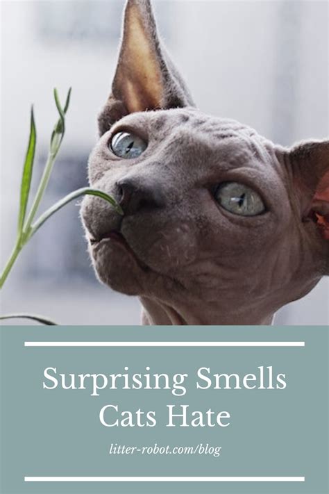 Since i'm not a big fan of lavender smell, i banned the damned thing onto the balcony. Pin on Meow Knowledge