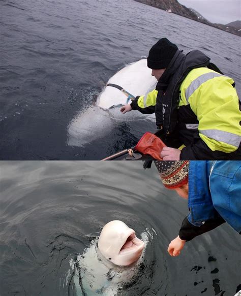 A Beluga Whale Thanks Its Rescuer After Being Freed From A Harness Off