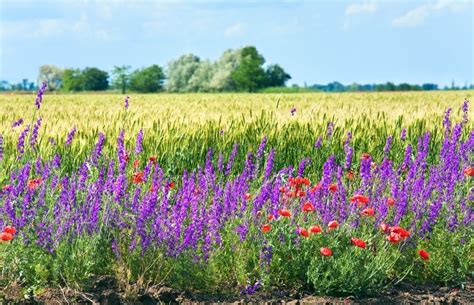 Summer Wheat Field With Beautiful Red Poppy And Purple Flowers Stock