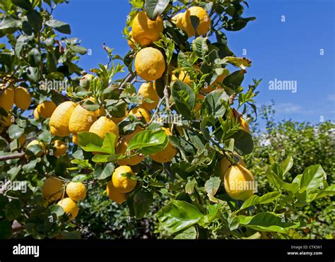 Lemon Tree Sicily Italy Hi Res Stock Photography And Images Alamy
