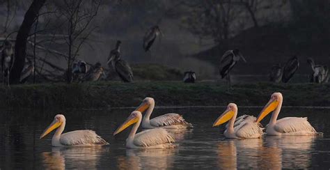 Keoladeo Ghana National Park Bharatpur Bird Sanctuary