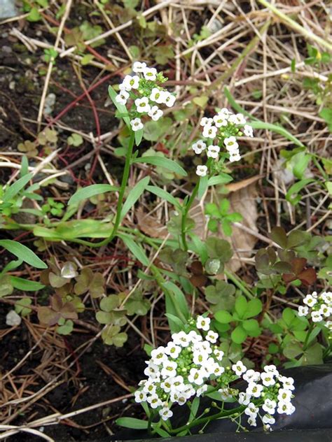 See more ideas about flower identification, flowers, different flowers. Plant ID forum: Small White Garden Flower Identification ...