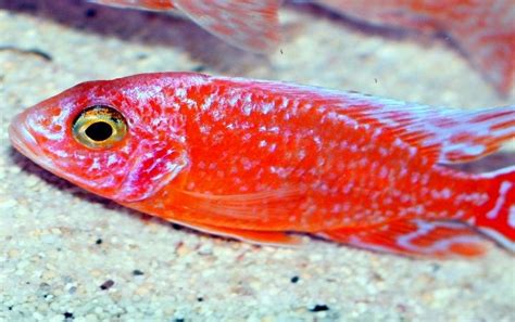 A Close Up Of A Red Fish On The Ground