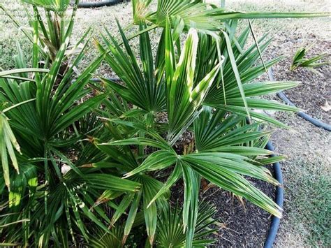 Trachycarpus Latisectus Palmpedia Palm Growers Guide
