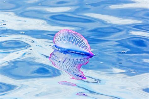 For Swimmers The Complete Guide To Jellyfish Jellyfish Repellent
