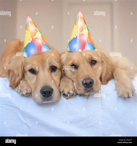 Two Golden Retriever Dogs Wearing Party Hats Stock Photo