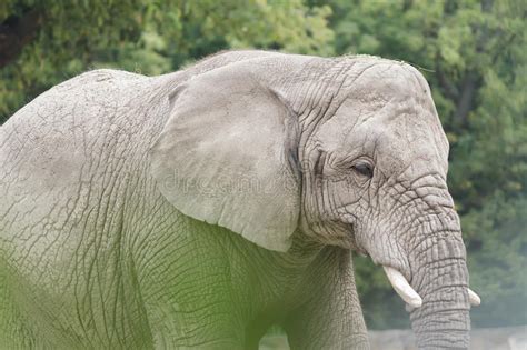 African Elephant Or Loxodonta Africana Largest Land Animal