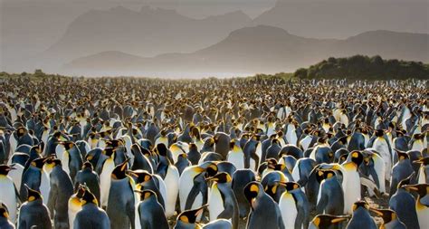 The King Penguin Colony On South Georgia Island In Pictures A12