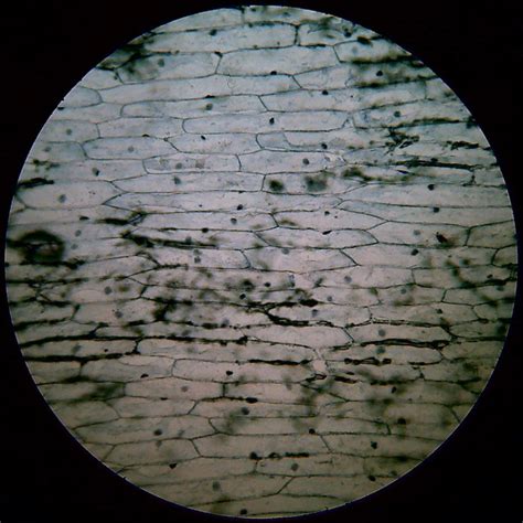 3 hooke's view of cork. 10x Onion Cell Under Microscope 4x - Micropedia