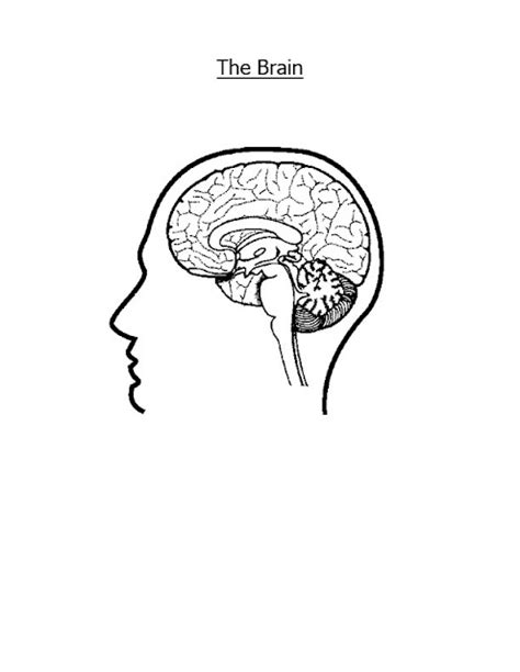 Brain Jack Image Brain Coloring Pages