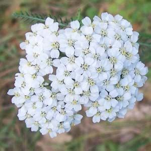 Interesting Facts about Yarrow | Yarrow Symbolism