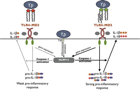 The Nlrp12 Inflammasome Recognizes Yersinia Pestis Immunity