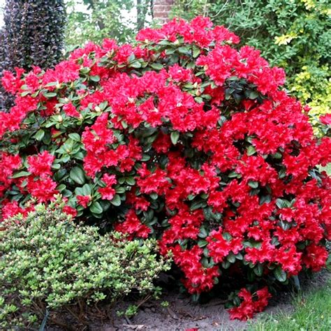 1 Rhododendron Scarlet Wonder Evergreen Bushy Shrub
