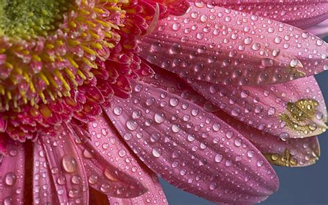 วอลเปเปอร์ กลีบดอก เรณู สีชมพู น้ำค้าง ใบไม้ ดอกไม้ ปลูก