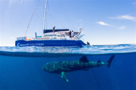 Ningaloo Whale Shark Swim On A Sailing Catamaran Ningaloo Discovery