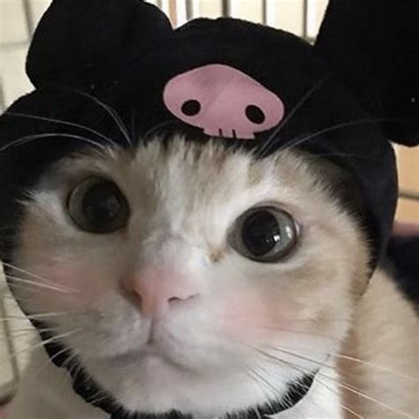 Funny Cat Profile Pictures For Discord Cat Mania