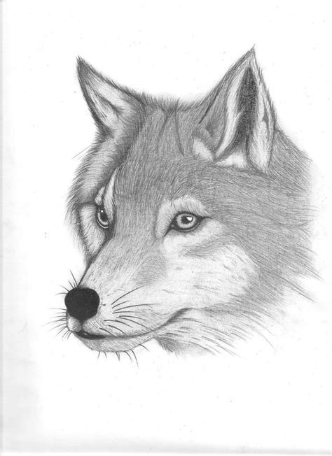 Dibujos De Lobos A Lápiz Realistas Bonitos Para Imprimir Lobo
