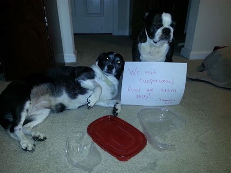 9 Best Dog Shamed Boston Terriers Images On Pinterest Dog Shaming