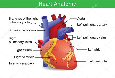 Human Heart Anatomy Stock Vector Image By ©solar22 110831058