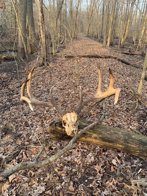 Pin By Adam On Shedsdead Heads In 2020 Whitetail Deer Whitetail