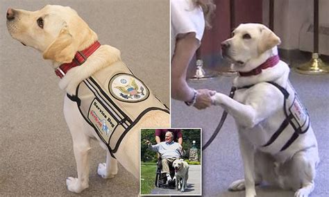 The couple was married for 73 years. George H.W. Bush's service dog Sully returns home for ...
