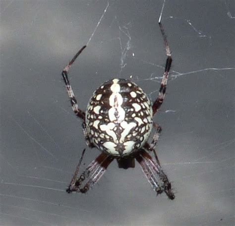 Unfortunately, you might start to notice more spiders inside your basement, attic, bathroom, and general living. Female Neoscona oaxacensis (Western Spotted Orb-weaver) in ...