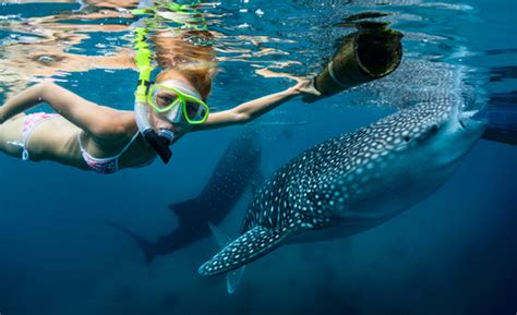 【セブ島】ジンベイザメと一緒に泳げる時期や時間帯はいつ？オスロブのジンベイザメツアーのシーズンについて おすすめ旅行を探すならトラベルブック travelbook