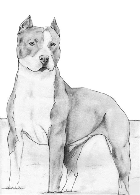 Como Dibujar Un Perro Raza Pitbull Reverasite