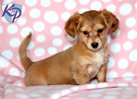 This designer breed originated in the united states and gained popularity during the 1990s. Tilly | Chiweenie Puppy For Sale | Keystone Puppies
