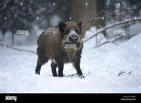 Wild Boar Animal Germany Europe Sus Scrofa Scrofa Sow Wild Boars