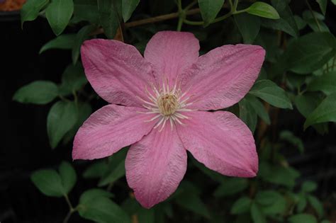 Maybe you would like to learn more about one of these? Sally Clematis (Clematis 'Evipo077') in Wilmette Chicago ...