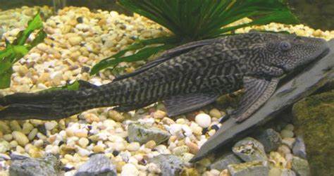 Aquarium Pleco Fish, Plecostomus Catfish Species Care Guide