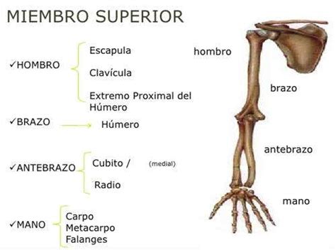 Huesos De Los Miembros Hombrobrazomanonombres Y Funcion