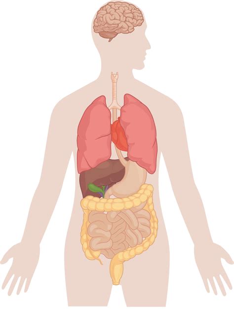 stomach anatomy organs