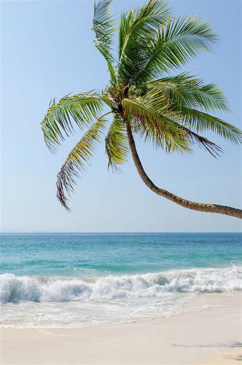 Palm Tree On White Sand Beach Photograph By Ogphoto Fine Art America