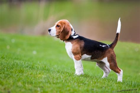 Beagle Dog Breed Health