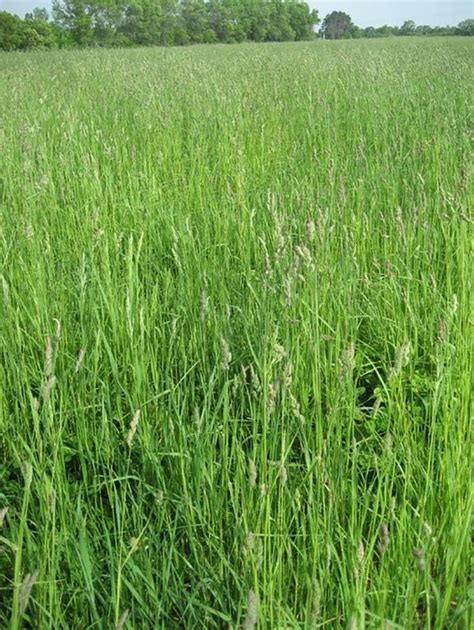 Whats Better Pasture Vs Hay Field Grasses