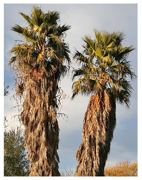 These palmate leaves spread out to form. California Fan Palm - DesertUSA